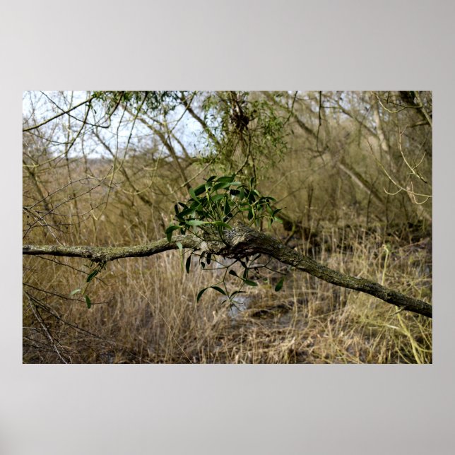 Mistletoe Poster (Front)