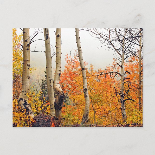 Misty Autumn Aspen Postcard (Front)