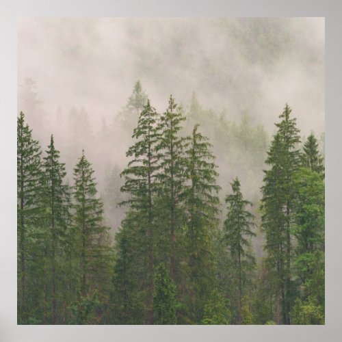 Misty Foggy Forest Trees Poster