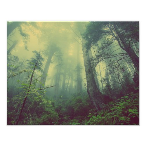 Misty Forest Photo Print