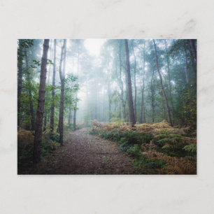 Misty Forest Walk Postcard