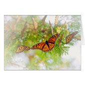 Misty Monarch (Front Horizontal)