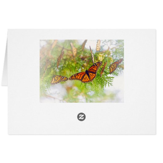 Misty Monarch (Back Horizontal)