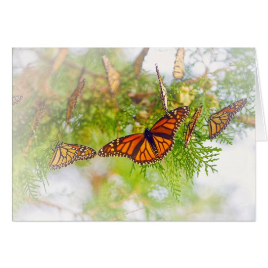 Misty Monarch Cards (Front Horizontal)