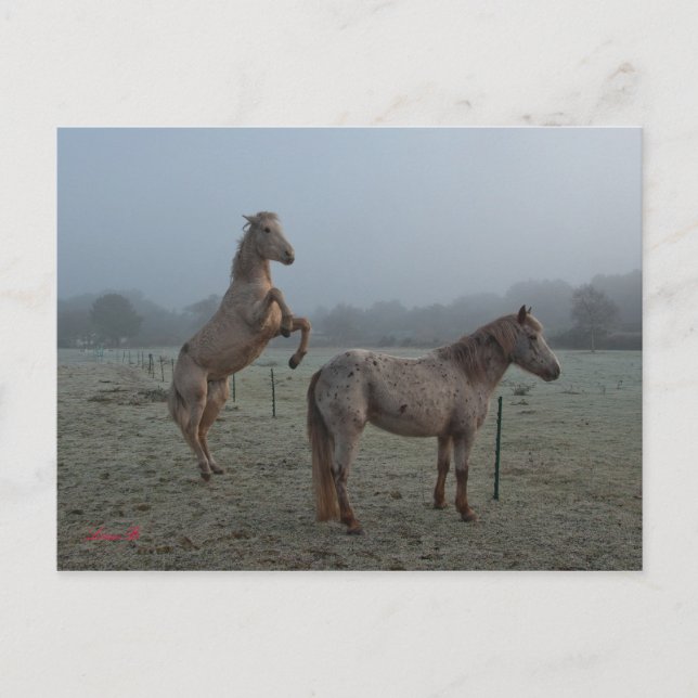 Misty morning postcard (Front)