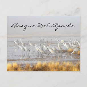 Misty Sandhill Cranes, Bosque del Apache Postcard