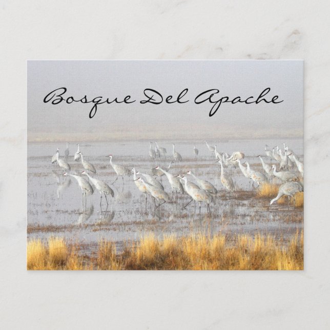 Misty Sandhill Cranes, Bosque del Apache Postcard (Front)