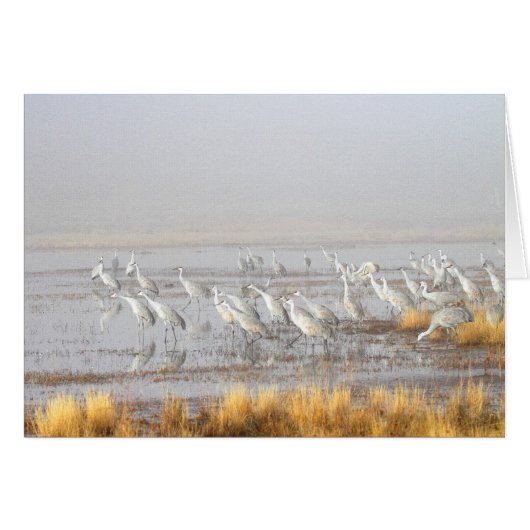 Misty Sandhill Cranes Cards (Front Horizontal)