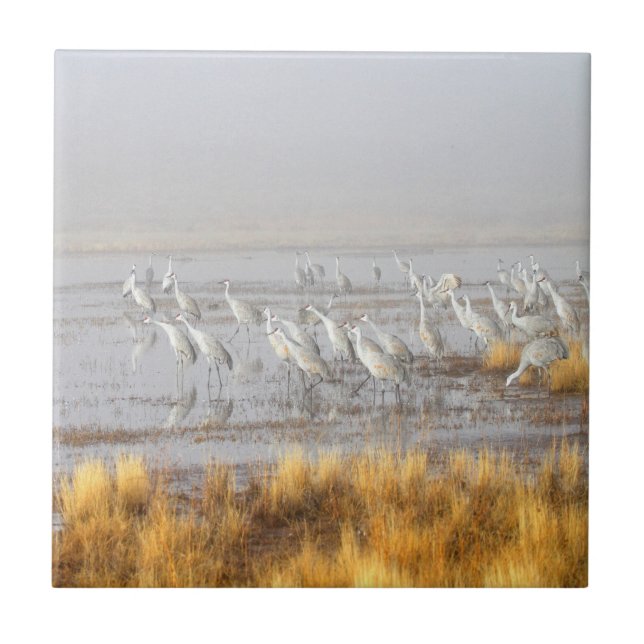 Misty Sandhill Cranes Ceramic Tile (Front)