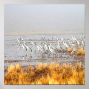 Misty Sandhill Cranes Poster