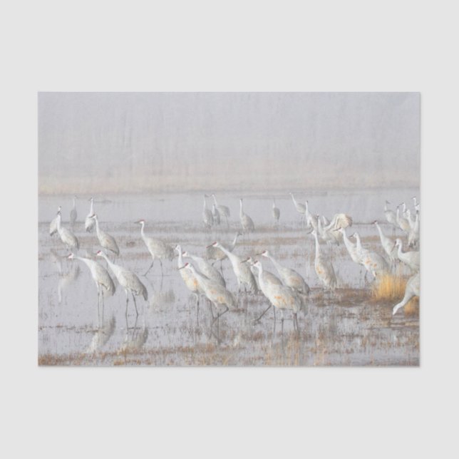 Misty Sandhill Cranes Tissue Paper (Front)