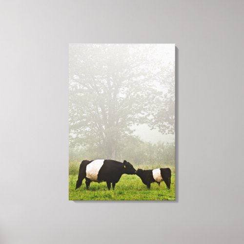 Misty scene of belted galloway cow mothering her canvas print