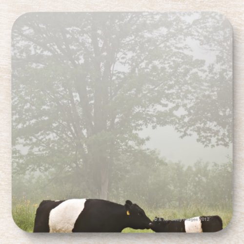 Misty scene of belted galloway cow mothering her drink coaster