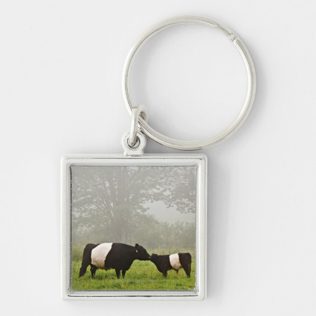Misty scene of belted galloway cow mothering her keychain (Front)