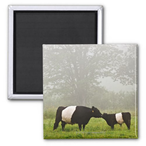 Misty scene of belted galloway cow mothering her magnet