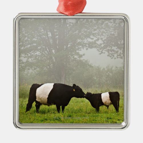 Misty scene of belted galloway cow mothering her metal ornament