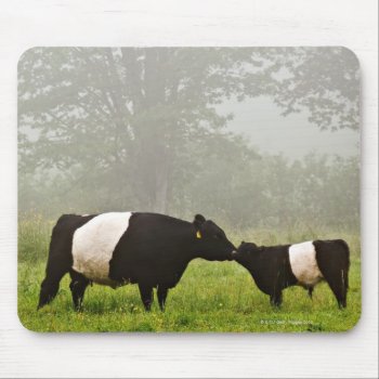 Misty Scene Of Belted Galloway Cow Mothering Her Mouse Pad by prophoto at Zazzle