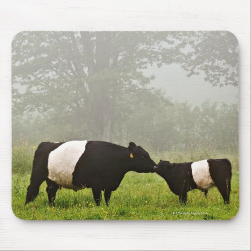 Misty scene of belted galloway cow mothering her mouse pad