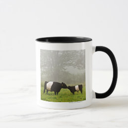 Misty scene of belted galloway cow mothering her mug
