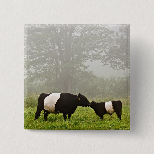 Misty scene of belted galloway cow mothering her pinback button (Front)