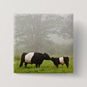 Misty scene of belted galloway cow mothering her pinback button