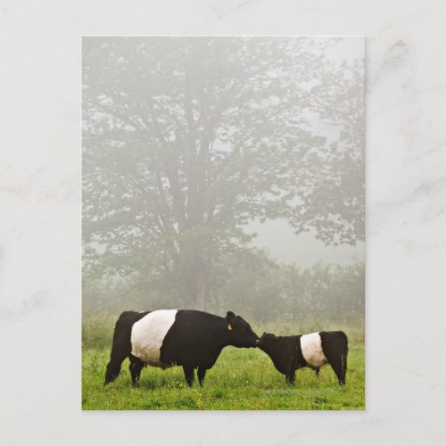 Misty scene of belted galloway cow mothering her postcard