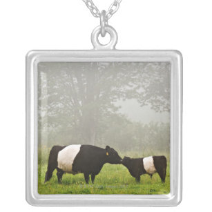 Misty scene of belted galloway cow mothering her silver plated necklace