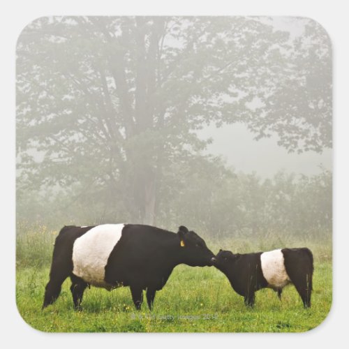 Misty scene of belted galloway cow mothering her square sticker