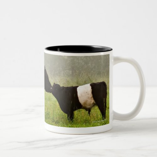 Misty scene of belted galloway cow mothering her Two_Tone coffee mug