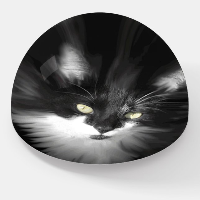 Misty Tuxedo Cat Paperweight (Angled)