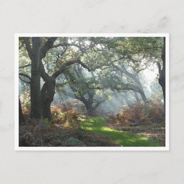 Misty Woodland Postcard (Front)