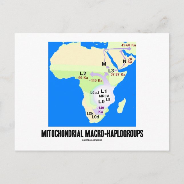 Mitochondrial Macro-Haplogroups (MRCA Genealogy) Postcard (Front)