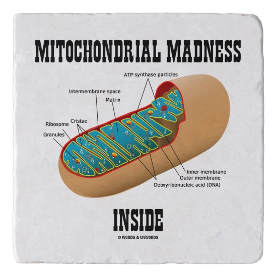 Mitochondrial Madness Inside Mitochondrion Biology Trivet