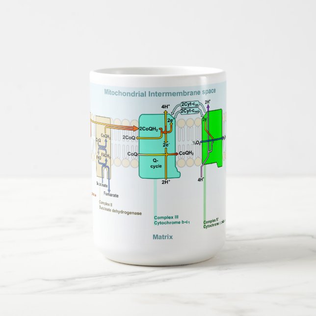 Mitonchondrial Intermembrane Space Diagram Coffee Mug (Center)