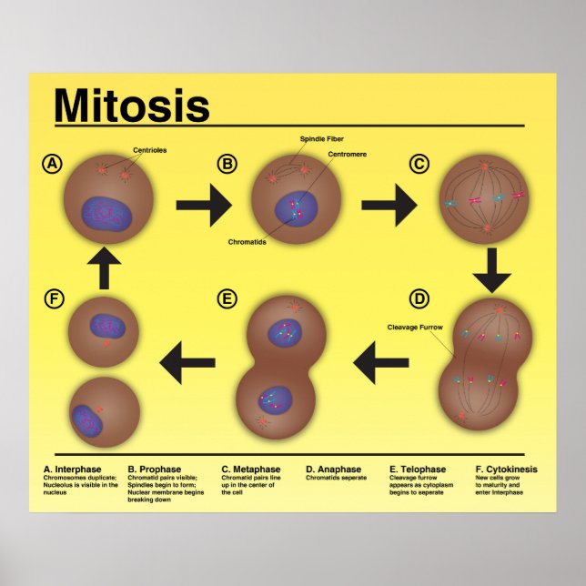 Mitosis Classroom Poster *Updated* (Front)