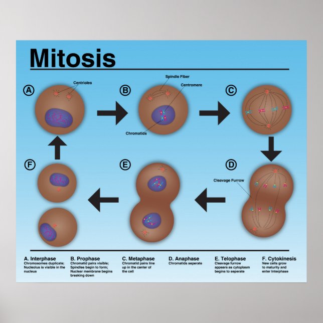 Mitosis Classroom Poster *Updated* (Front)