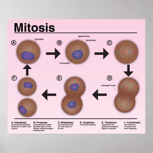 Mitosis Classroom Poster *Updated* (Front)
