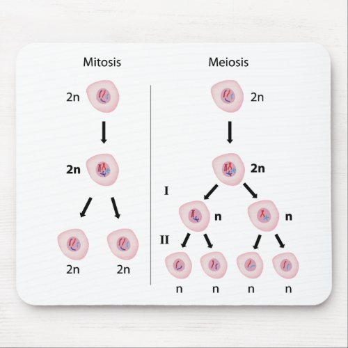 Mitosis versus meiosis mousepad