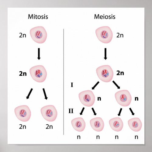 Mitosis versus meiosis Poster