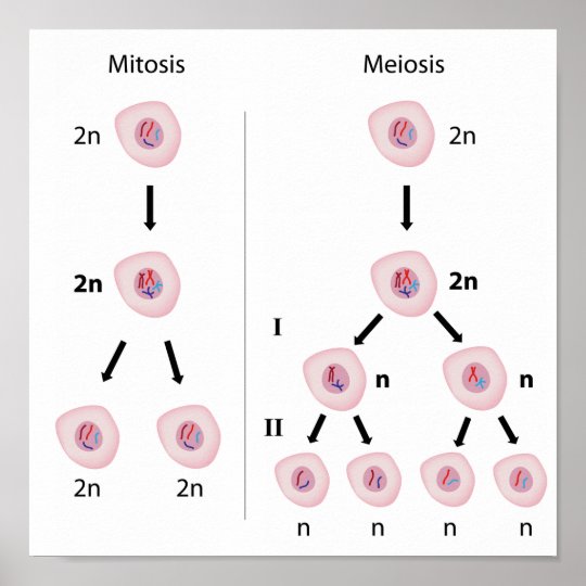 mitosis vs meiosis in humans