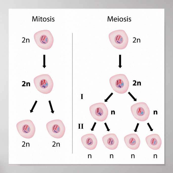 Mitosis versus meiosis Poster