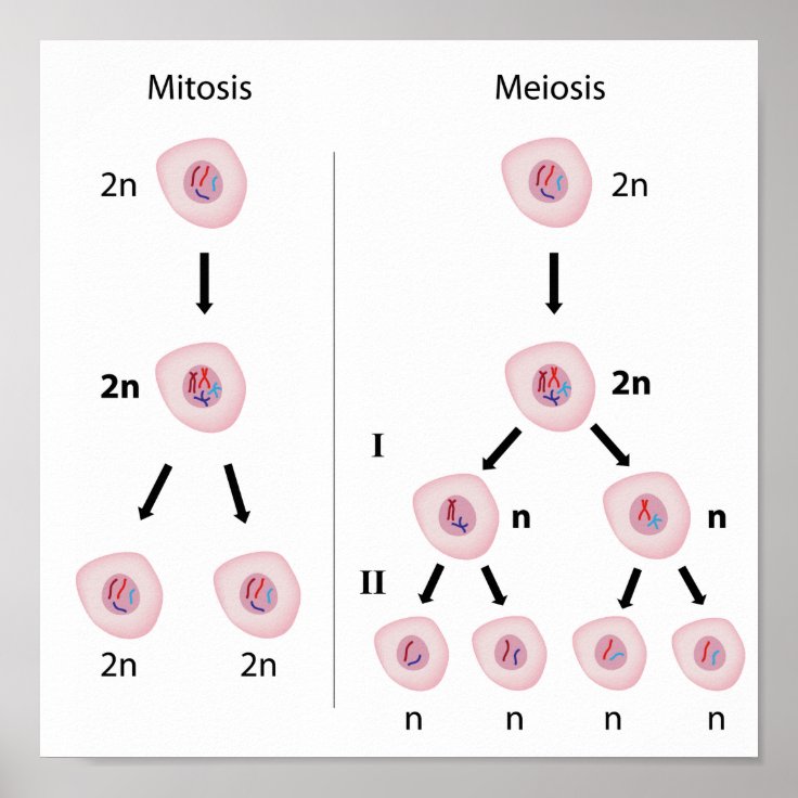 Mitosis versus meiosis Poster | Zazzle
