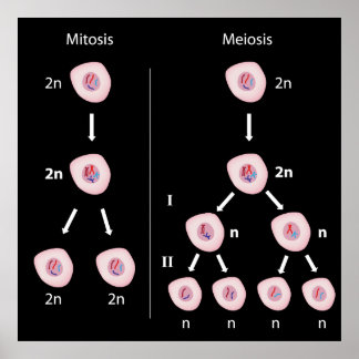 Mitosis Posters | Zazzle