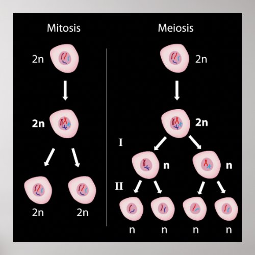 Mitosis versus meiosis Poster