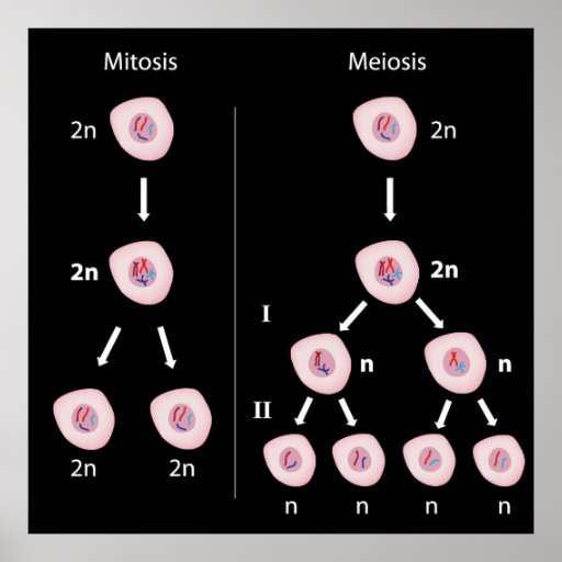 Mitosis versus meiosis Poster | Zazzle