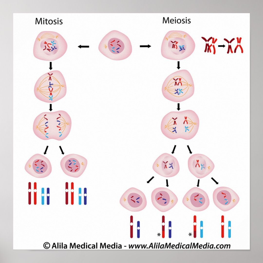 Mitosis vs meiosis diagram poster | Zazzle