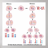 meiosis diagram for kids