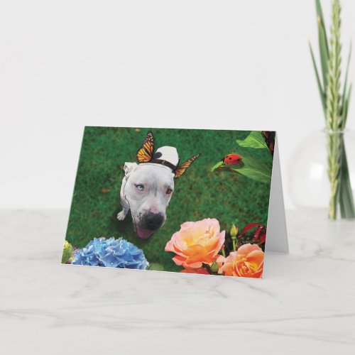 Mitzy the Mariposa dog with butterfly wings Card