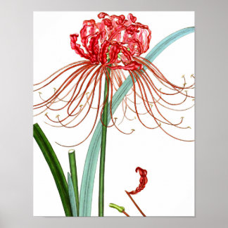 Mix Flora 601 print #2 Red Spider Lily flower