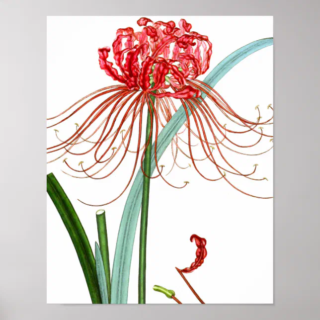 lily stargazer white Stargazer main image 1